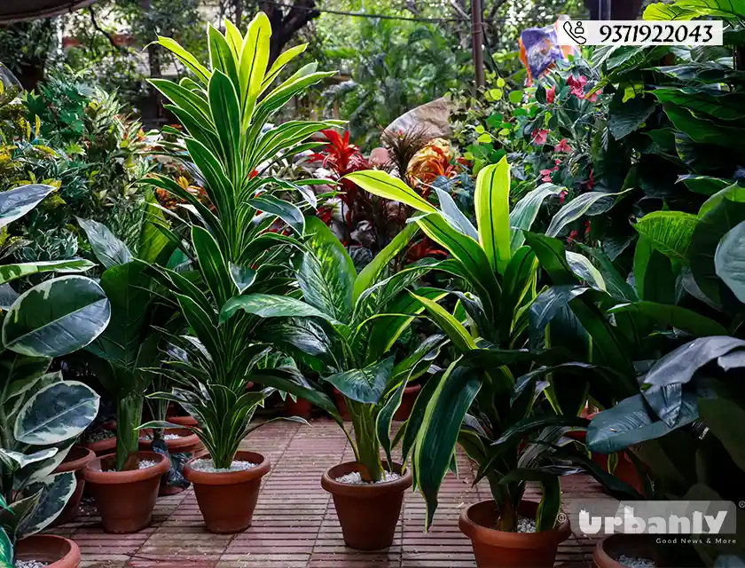 Find realistic artificial plants in Pune for any corner of your home!