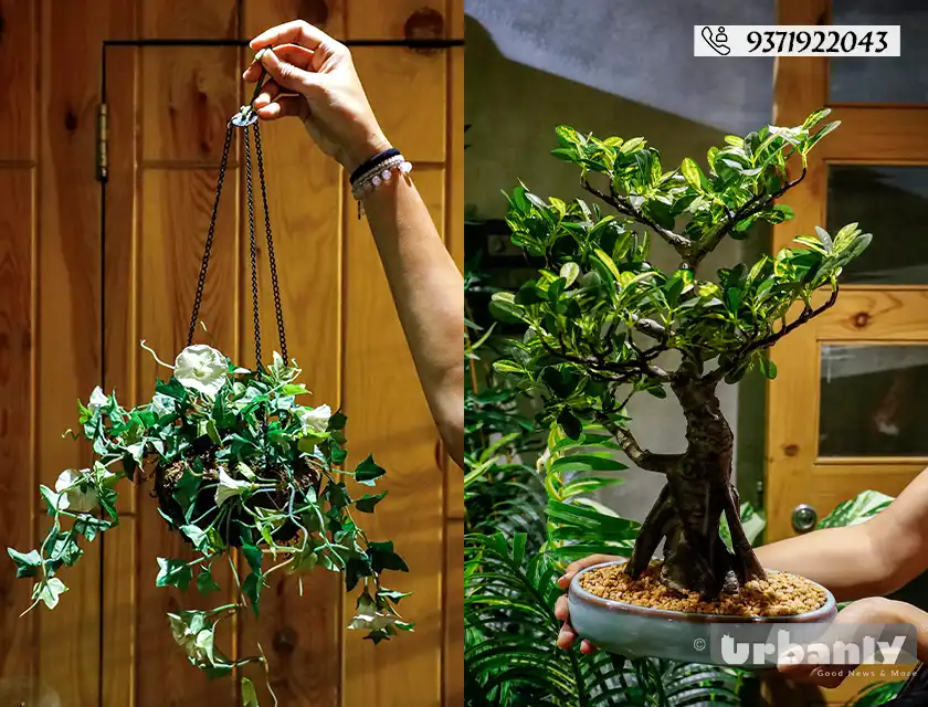 Find realistic artificial plants in Pune for any corner of your home!