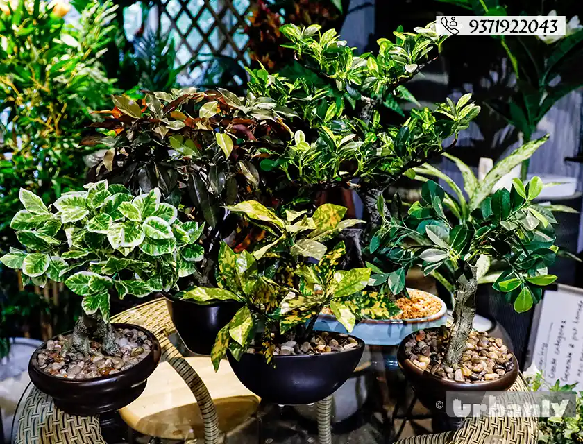 Find realistic artificial plants in Pune for any corner of your home!