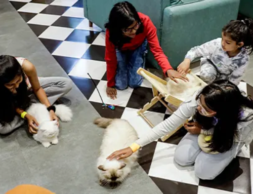 At this cafe on FC road, the cats let you enter their world.