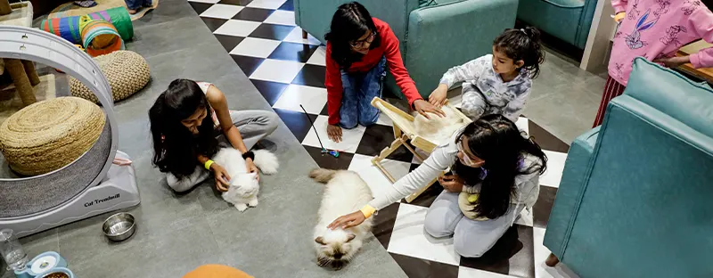 At this cafe on FC road, the cats let you enter their world.