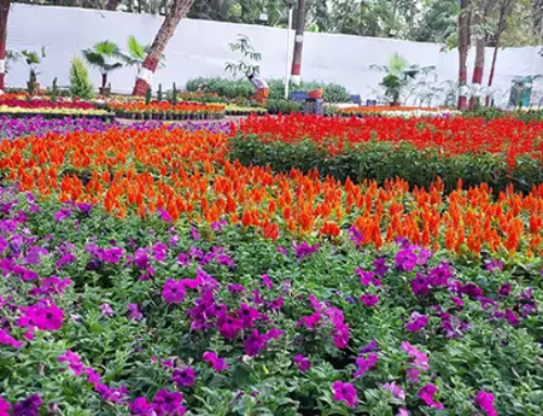 Bloom Alert! Pune’s Annual Flower Show 2025 is Here to Delight!