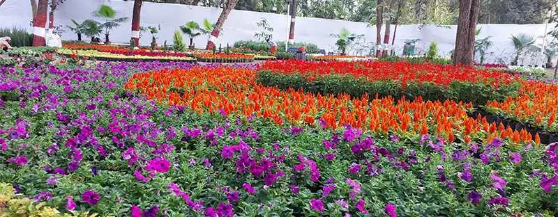 Bloom Alert! Pune’s Annual Flower Show 2025 is Here to Delight!