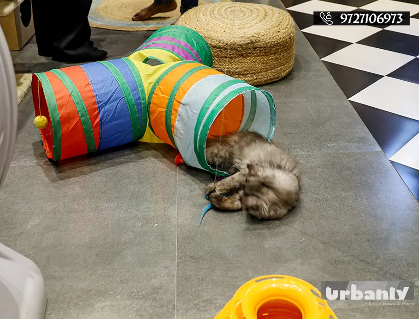 At this cafe on FC road, the cats let you enter their world.