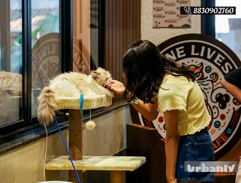 At this cafe on FC road, the cats let you enter their world.