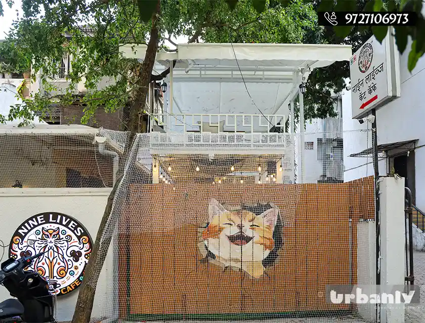 At this cafe on FC road, the cats let you enter their world.