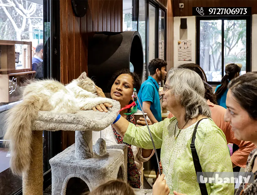 At this cafe on FC road, the cats let you enter their world.