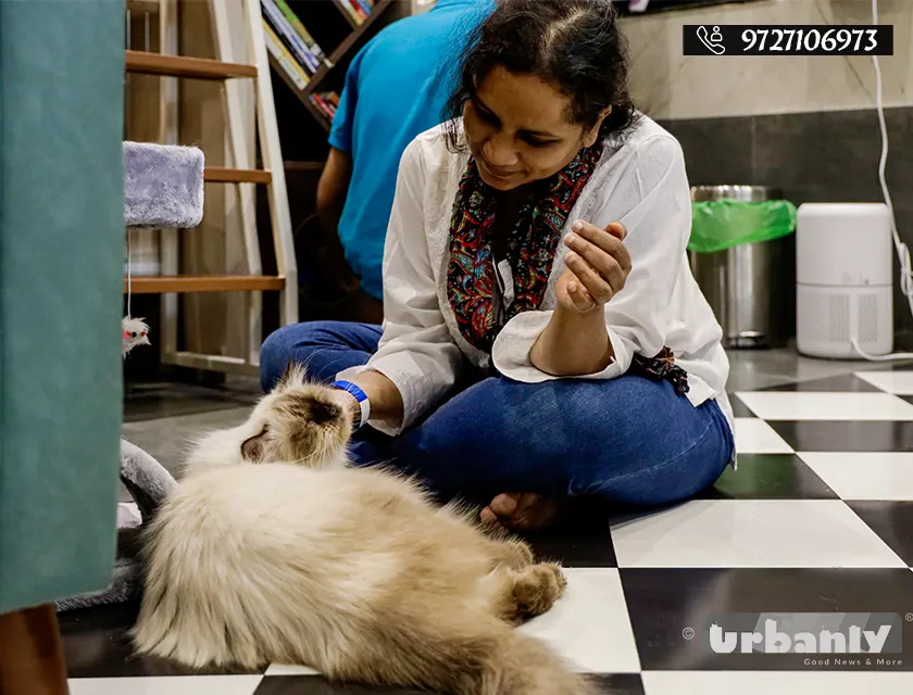 At this cafe on FC road, the cats let you enter their world.