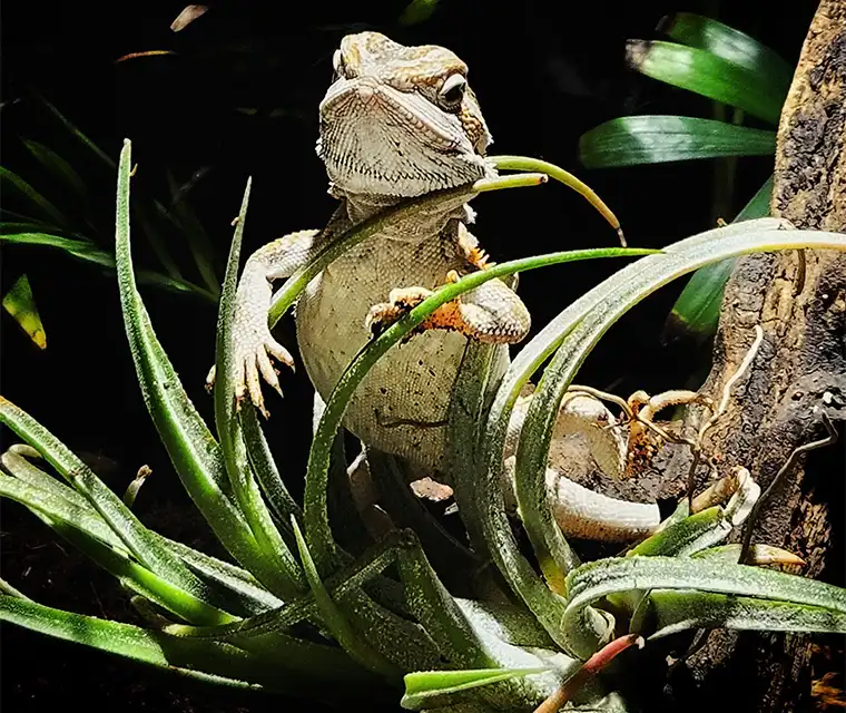 A private eco-zone zoo and cafe experience like no other in Pune