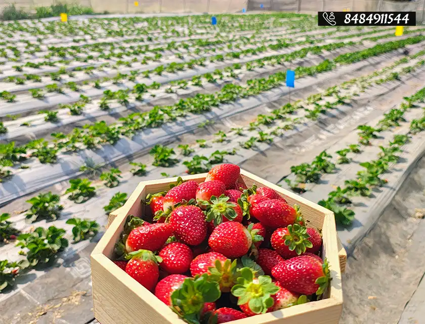 Who said you can’t pluck strawberries in Pune?