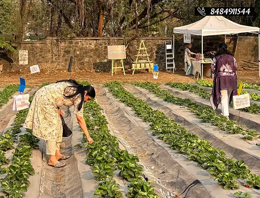 Who said you can’t pluck strawberries in Pune?