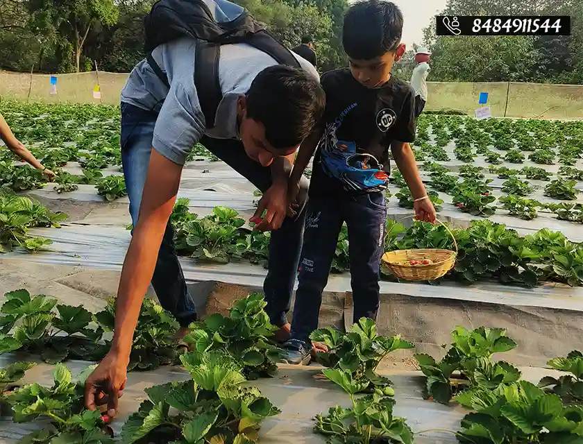 Who said you can’t pluck strawberries in Pune?