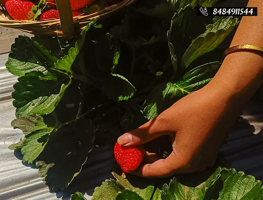 Who said you can’t pluck strawberries in Pune?