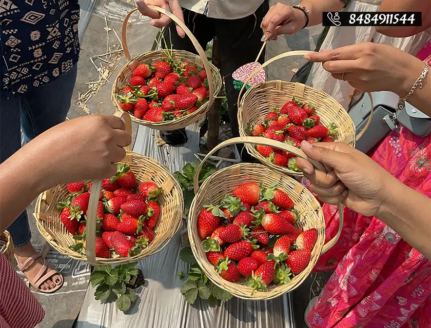 Who said you can’t pluck strawberries in Pune?