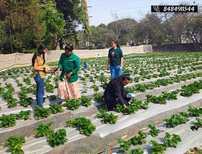 Who said you can’t pluck strawberries in Pune?