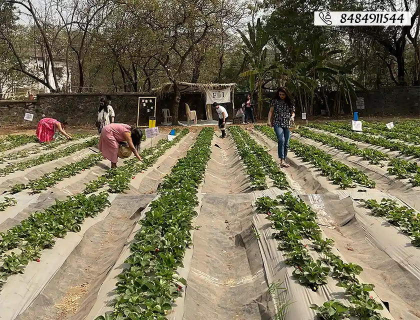 Who said you can’t pluck strawberries in Pune?