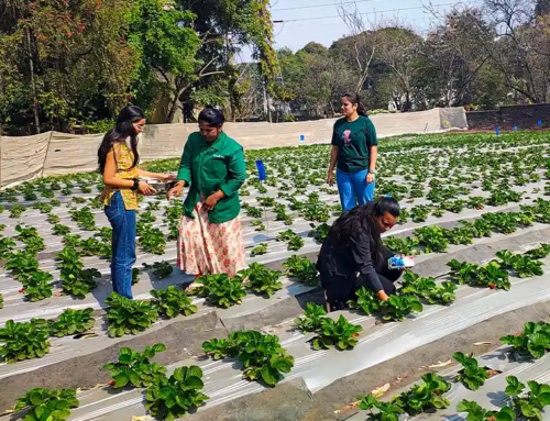 Who said you can’t pluck strawberries in Pune?