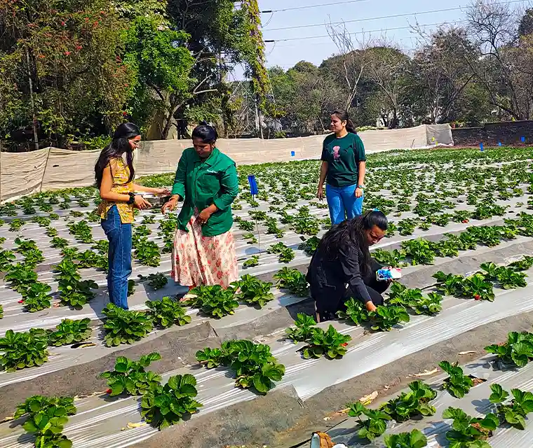 Who said you can’t pluck strawberries in Pune?